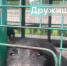 Акция «Владпитомника» продолжается - Администрация г. Владикавказ